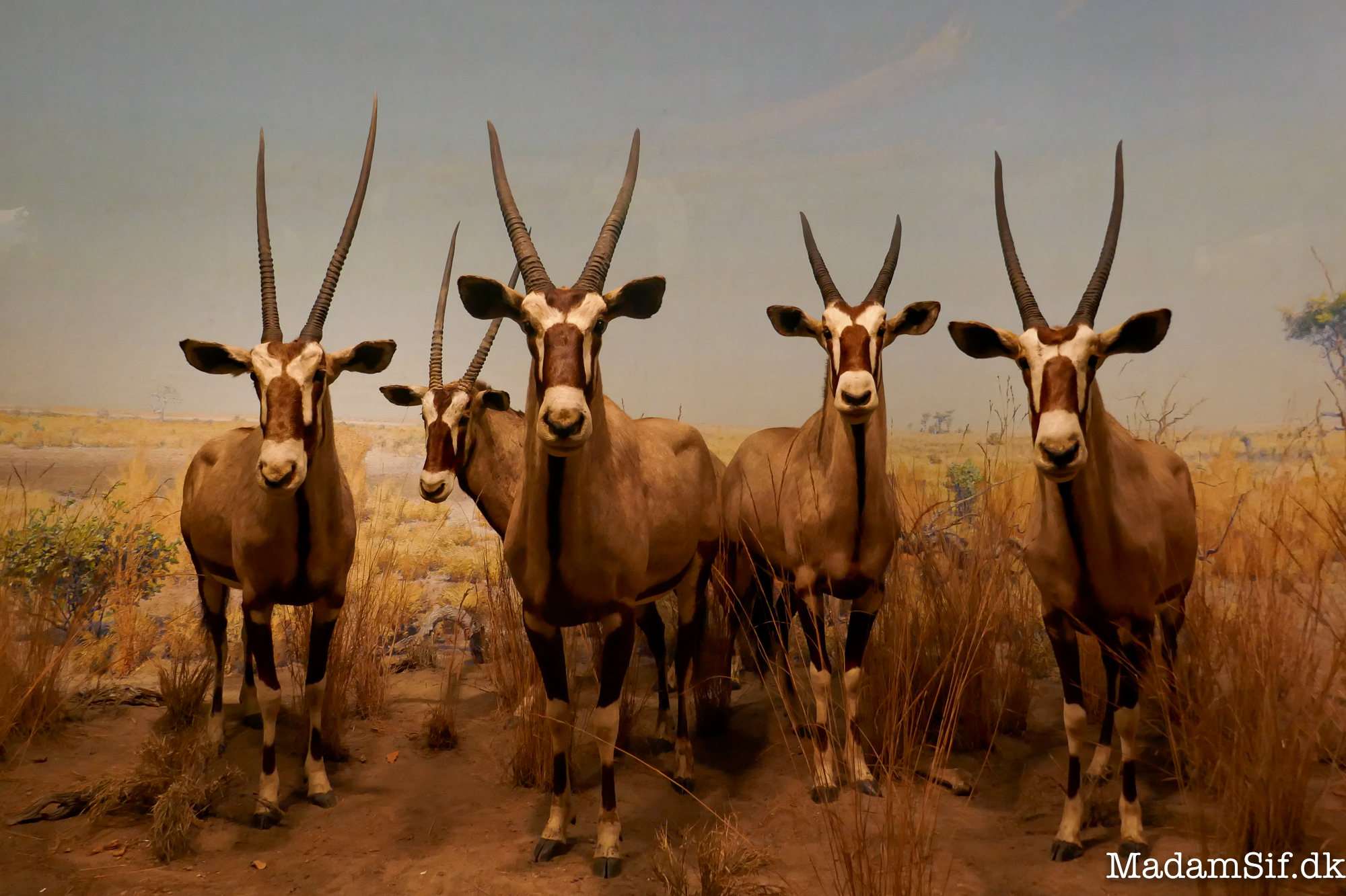 Thomsons gazeller på American Museum of Natural History